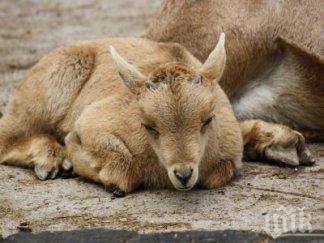 тъжна вест столичния зоопарк почина бебе козирог полиция разследва кризата животните