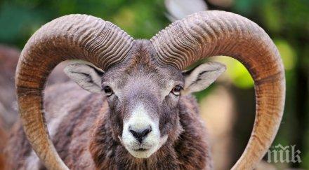 втори зоопарк застигнат животинска смърт два муфлона натровени стара загора