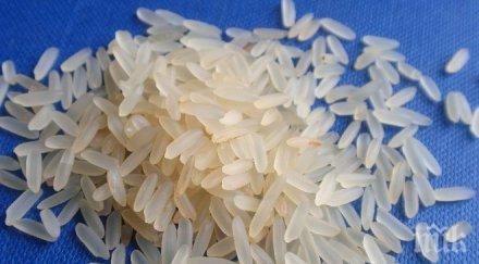 учени оризът бори безсънието