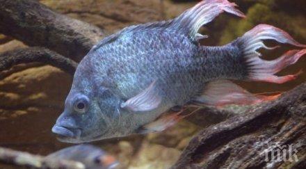 биолози научиха риба ходи