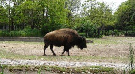 версия отровен фураж избивал животните зоопарка фандъкова смени доставчика