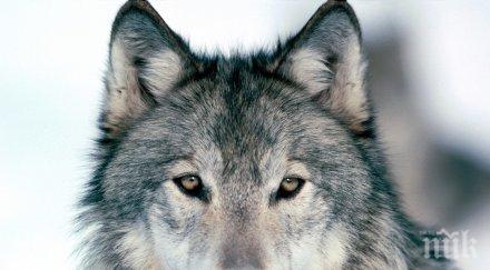 вълците прозявката заразителна