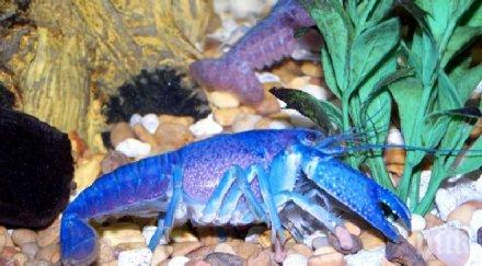 тийнейджърка улови рядък син омар сащ