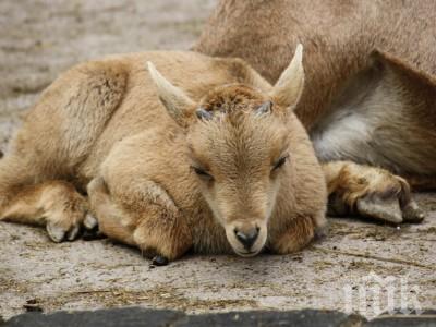 Тъжна вест от столичния зоопарк - почина бебе козирог, полиция ще разследва кризата с животните