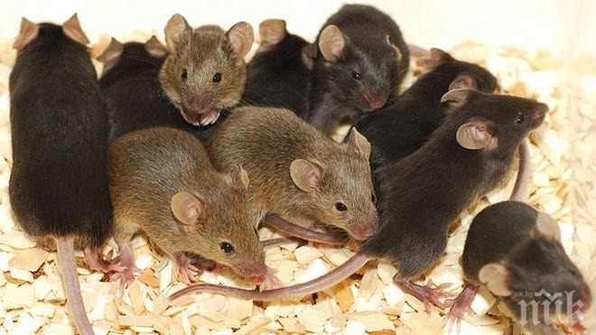 Експерти: И мишките имат вина за асансьорите-убийци 