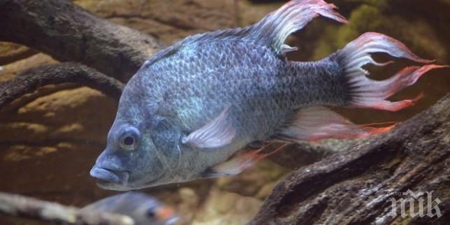 Биолози научиха риба да ходи