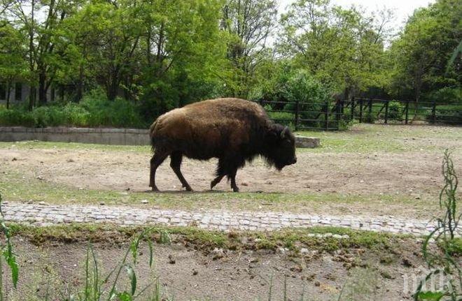Версия: Отровен фураж избивал животните в зоопарка! Фандъкова смени доставчика