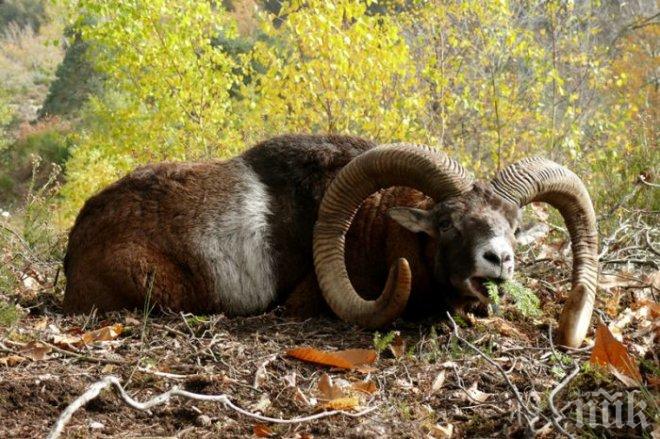 84 муфлона и един елен лопатар са умрели от син език в Кърджалийско