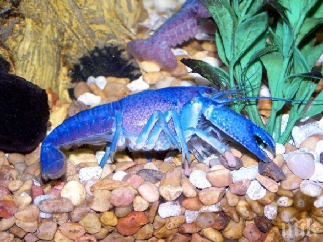 Тийнейджърка улови рядък син омар в САЩ

