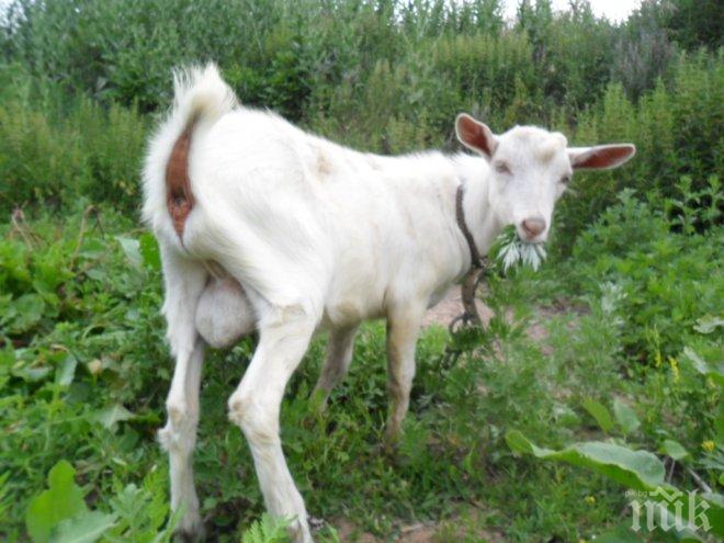 Болестта син език застрашава дивите кози в пловдивския зоопарк