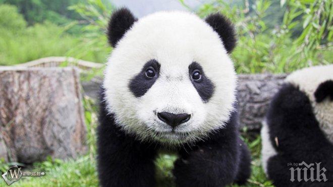 Невероятна хитрост - панда се прави на бременна заради по-вкусната храна
