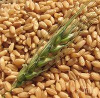 През 2020 година в България ще има 1 милион декара лимец