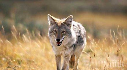 мъж прогони койот прахосмукачка