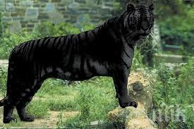 китай роди черно тигърче