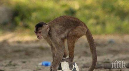 експериментално лекарство ебола излекува маймуни