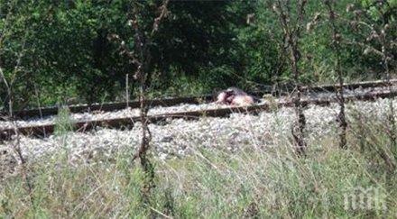 премазаните влака жени близначки