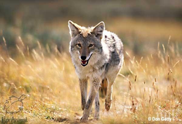 Мъж прогони койот с прахосмукачка