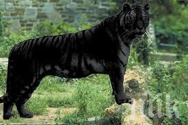 В Китай се роди черно тигърче