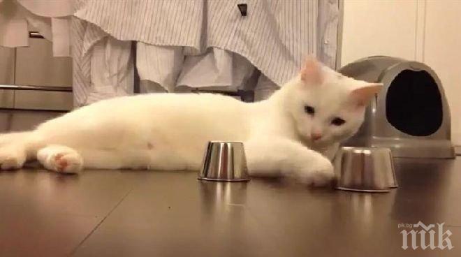 Руска банка предлага котка на заем за клиентите си