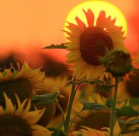 Жега цял ден!