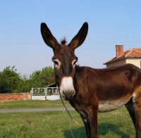 Звънят на 112 да вадят магаре от яма