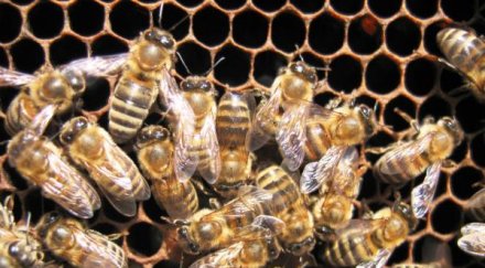 съдят старец изпепелил кошера