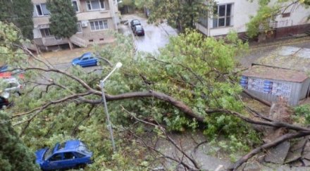 дърво премаза три коли