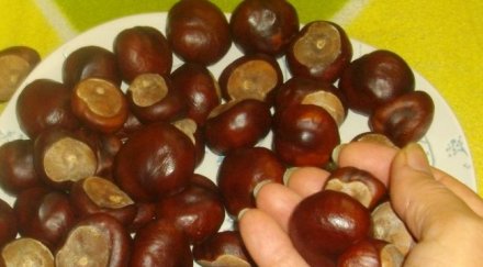 кестените борят стреса