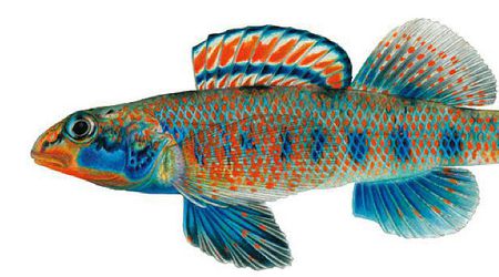 Кръстиха вид риба на Барак Обама 