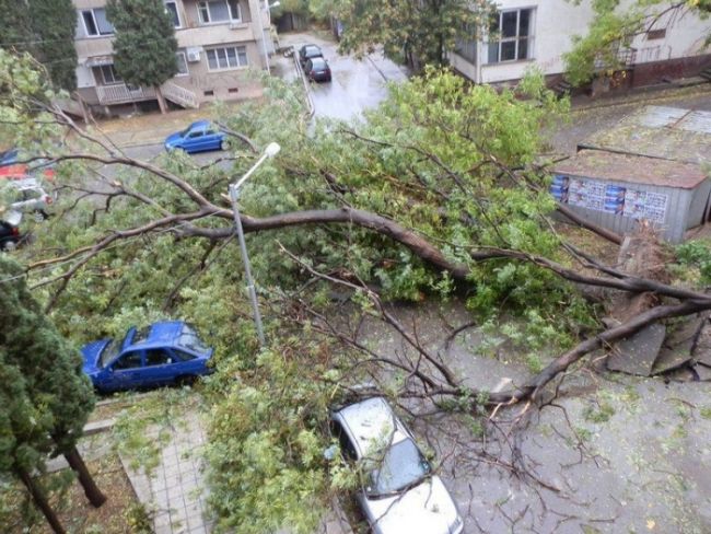 Дърво премаза три коли