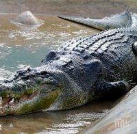 Крокодилът, хвърлил в ужас Крит, се отскубна от примката на ловец