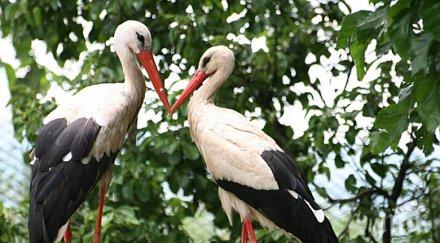 идва проклятие щъркелите отлитат