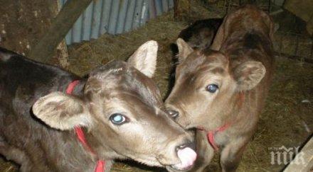 272 животни умрели син език смолянско седмица