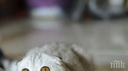 киселата котка света снимки