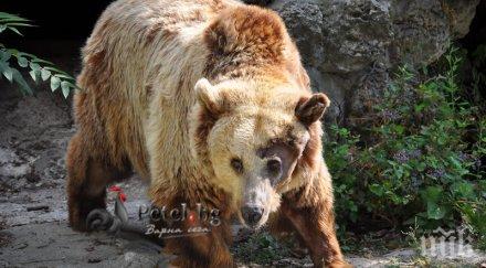 мотористи блъснаха мечка мечетата калофер