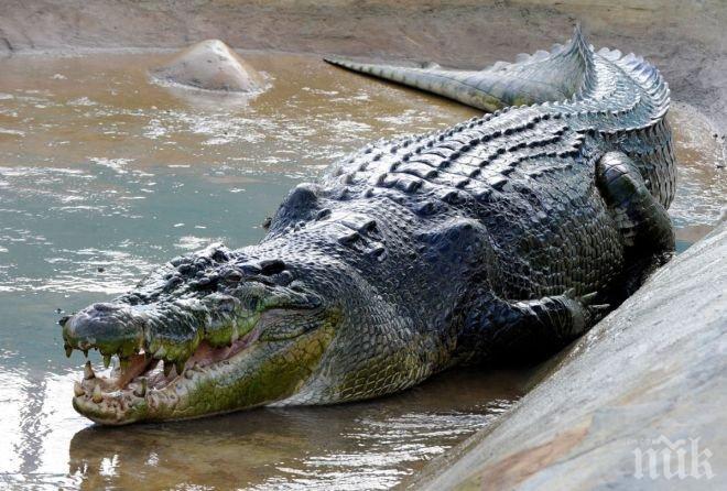 Крокодилът, хвърлил в ужас Крит, се отскубна от примката на ловец