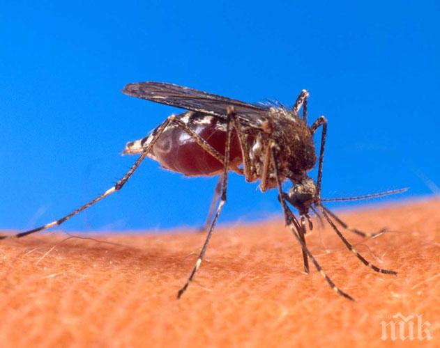 В Япония 22-ма души заболяха от треската денге