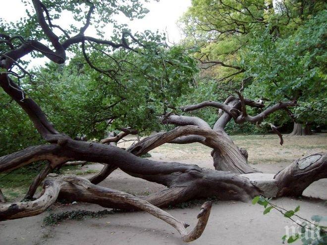 Затварят улици заради сеч на дървета