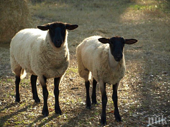 Болестта син език е покосила 6000 овце до момента