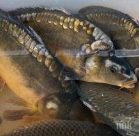 Тонове мъртва риба в Луда Яна, отровена вода се излива в Марица