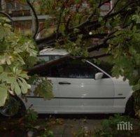 Кестен, съборен от бурята, смаза БМВ в Русе