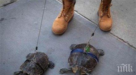 уникално костенурки разхождат каишка манхатън снимка