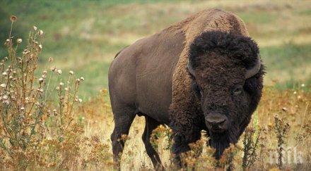 бизоните зоопарка отровени нарочно