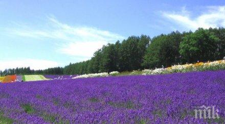лавандулата вади кризата