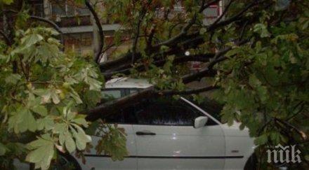кестен съборен бурята смаза бмв русе