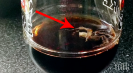 двойка откри екзотичен паяк бутилка кока кола снимки