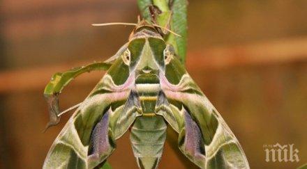 изключително редки пеперуди излюпиха музей бургас