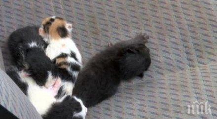 казанлъшка котка скри бурята кола роди четиризнаци
