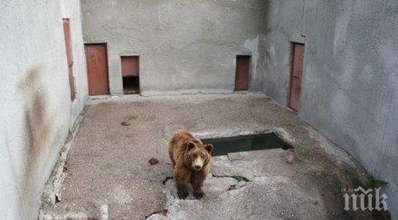 изродско забавление хвърлят пиратки мечките зоопарка една остана без зъби