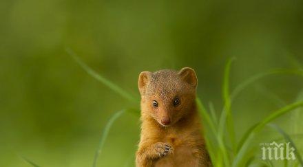 истинска храброст мъничка мангуста сби лъва видео